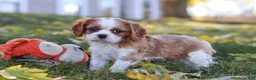 Cavalier King Charles Spaniel dogs for sale: Bingo - Ad 1