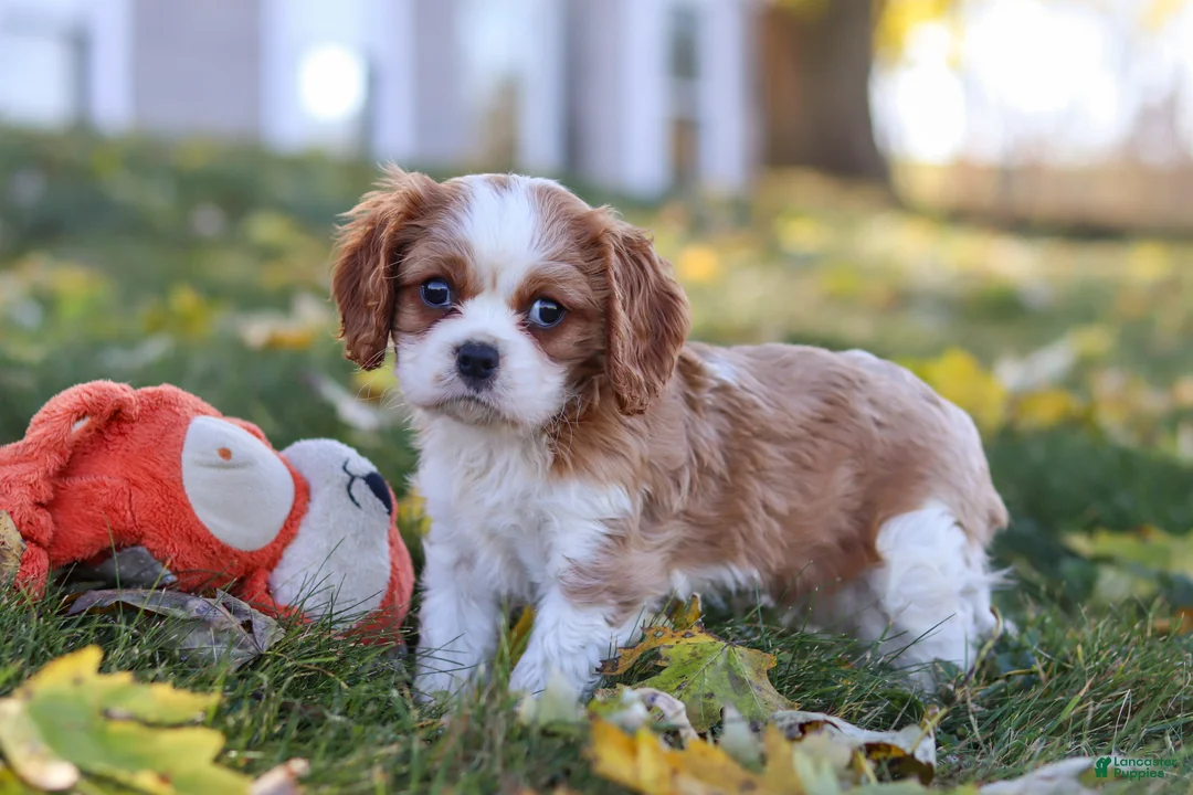Cavalier King Charles Spaniel dogs for sale: Bingo - Ad 1