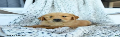 Gumpy