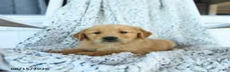 Golden Retriever dogs for sale: Gumpy - Ad 1
