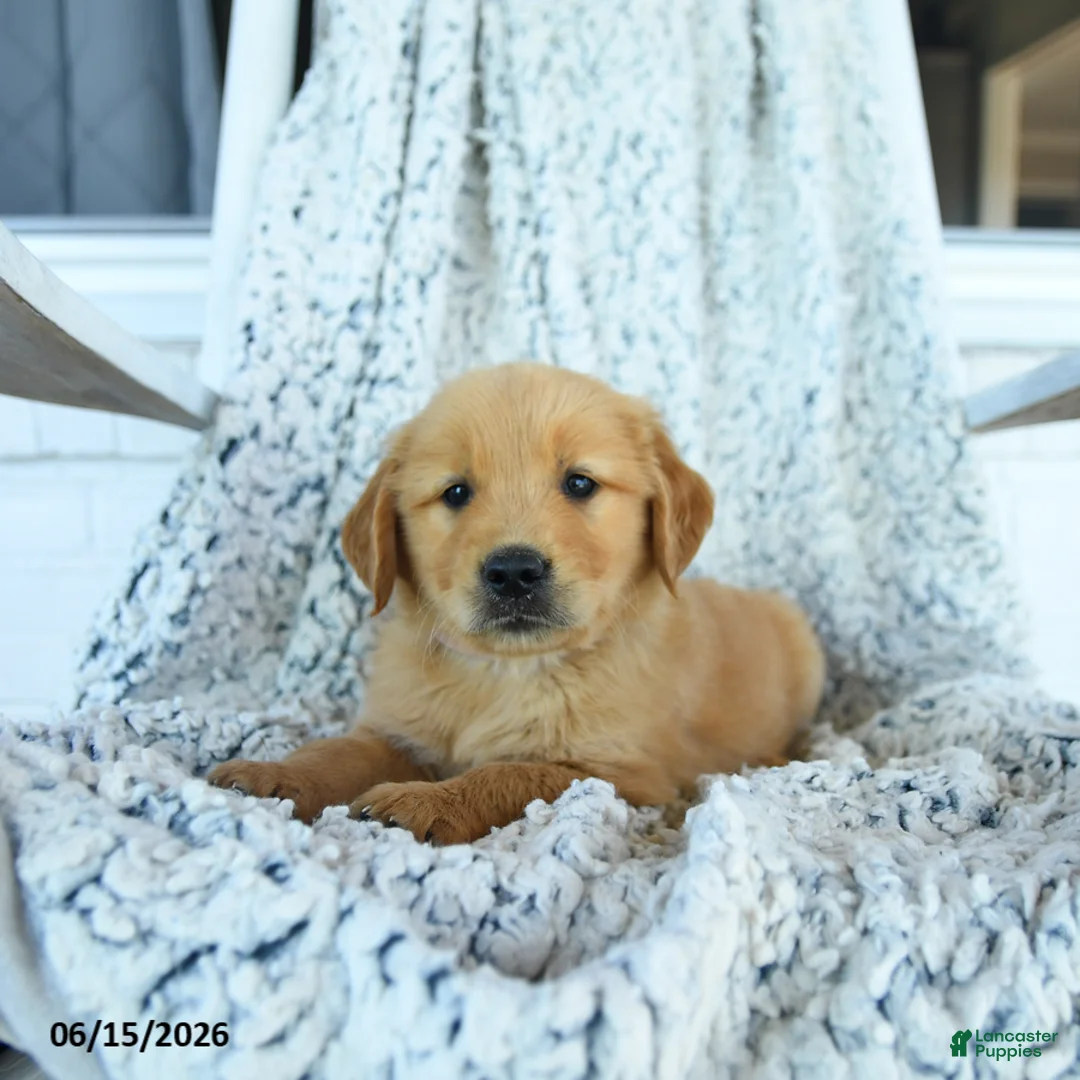 Golden Retriever dogs for sale: Gumpy - Ad 1
