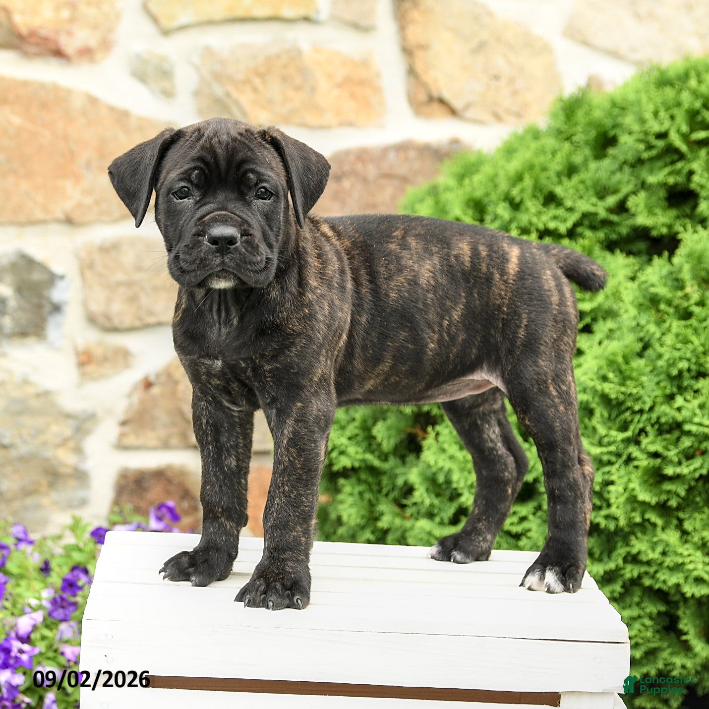 Cane Corso dogs Coda  - Ad 2