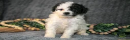 Mini Bernedoodle dogs for sale: Daisy - Ad 2
