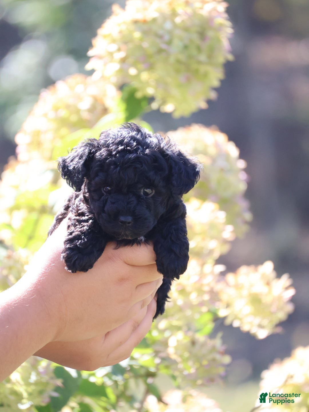 Toy Poodle dogs for sale: Oliver - Ad 4