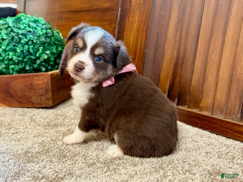 Miniature Australian Shepherd dogs Mylee - Ad 1
