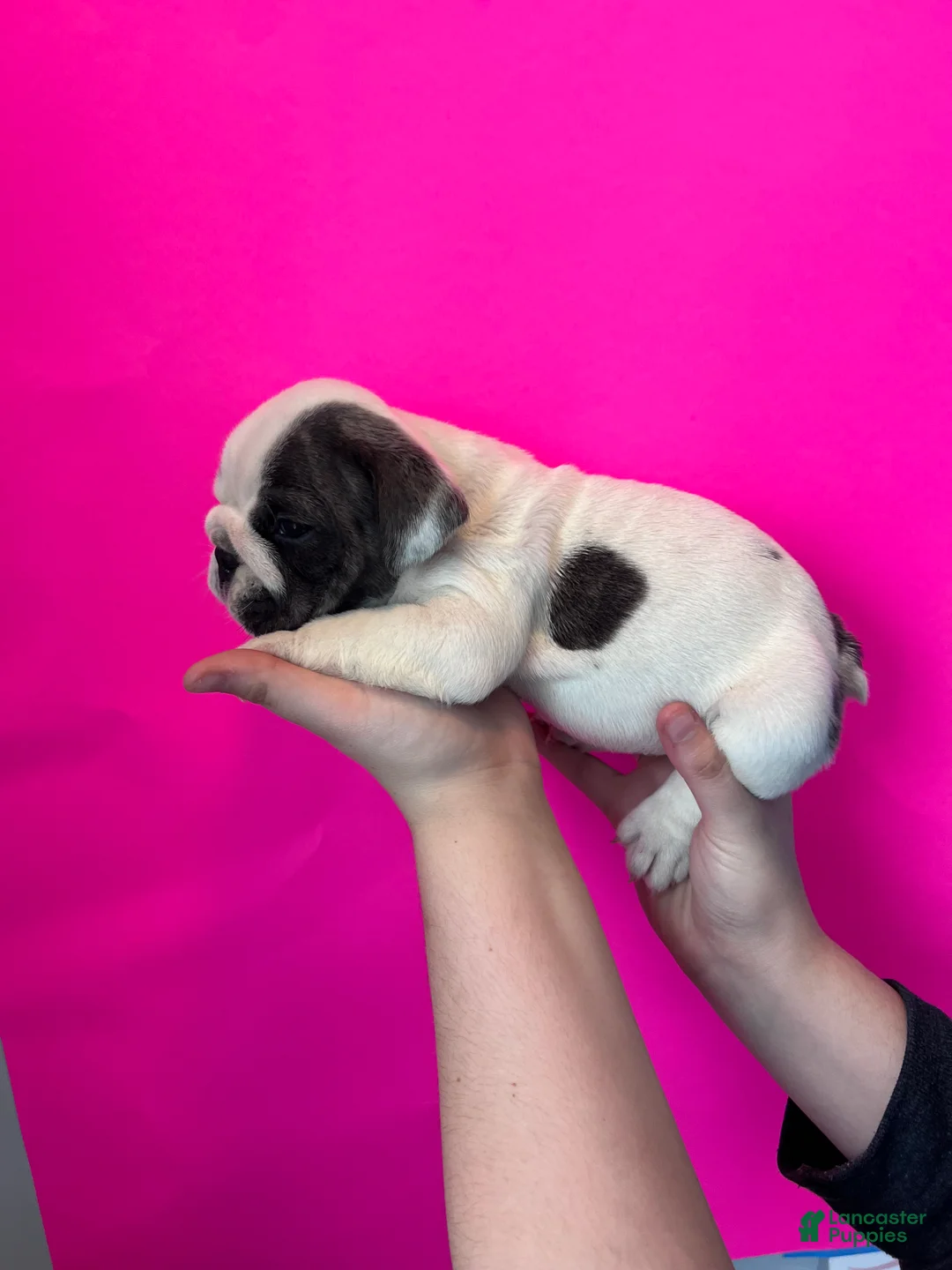 English Bulldog dogs for sale: Bella (Blue Brindle Pied) - Ad 2