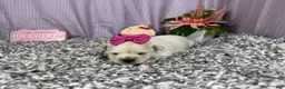 Pomapoo dogs for sale: Pomapoo 5 - Ad 4