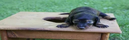 Miniature Dachshund dogs for sale: Mini Dachshund: Eric - Ad 9