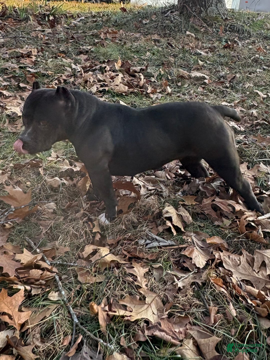 American Bully dogs for sale: Bella - Ad 2