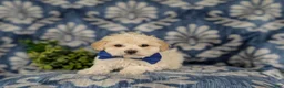 Maltipoo dogs for sale: Laim 7 lbs Full Grown - Ad 14