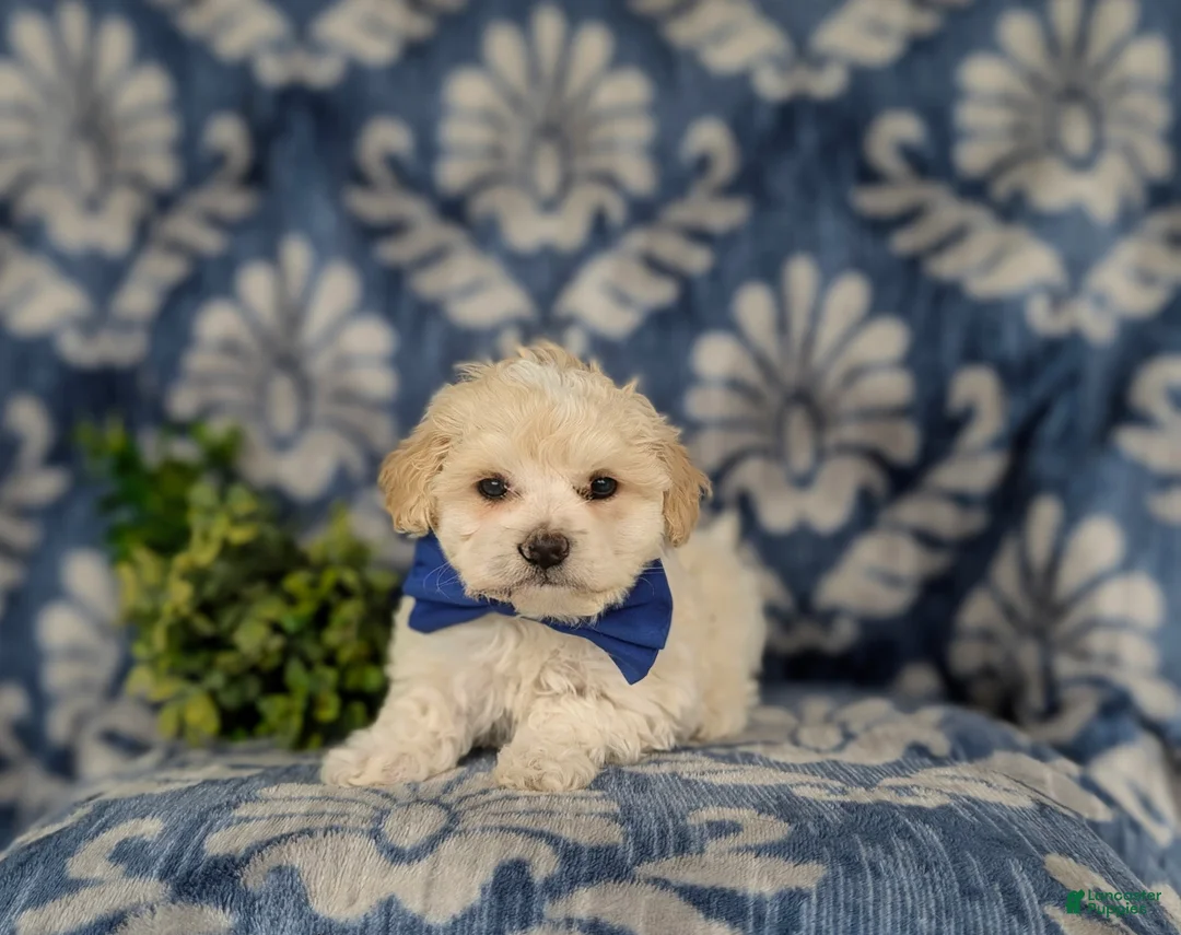 Maltipoo dogs for sale: Laim 7 lbs Full Grown - Ad 14