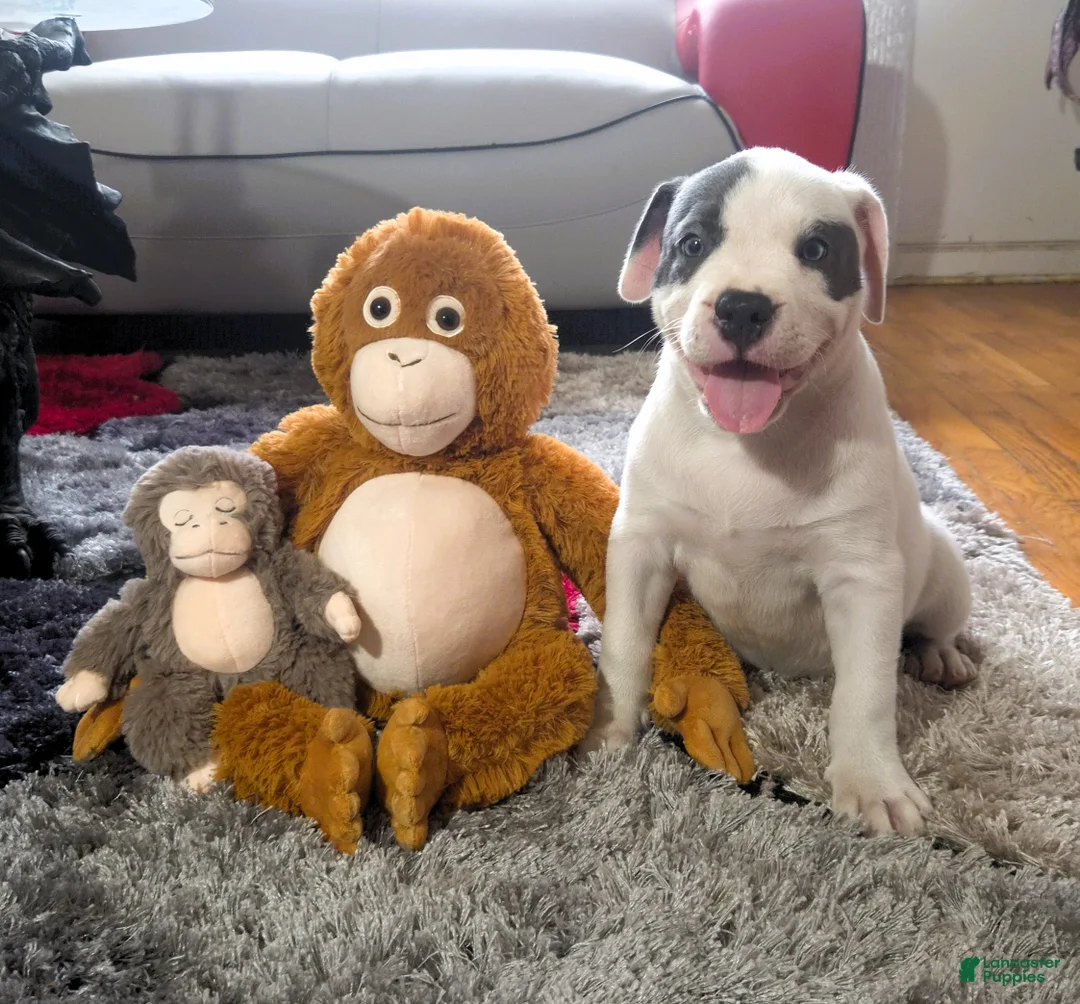 American Bully dogs for sale: "SOFIA VERGARA" - Ad 1