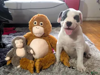 American Bully dogs "SOFIA VERGARA" - Ad 10