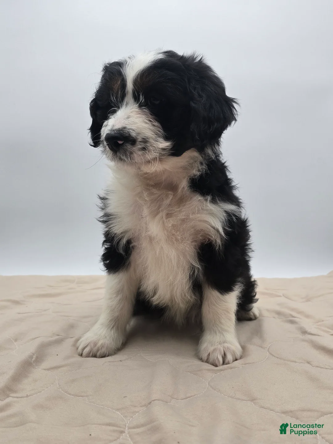 Aussiedoodle dogs for sale: Dottie - Ad 2