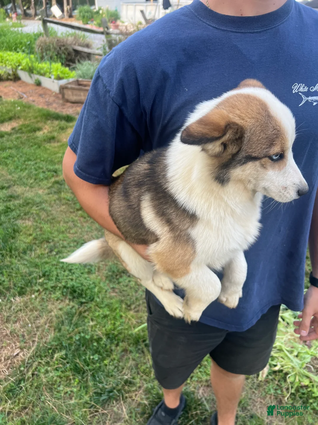 Mixed Breed dogs for sale: Mixed Breed 3 - Ad 2
