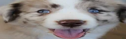 Australian Shepherd dogs for sale: Edith - Ad 4