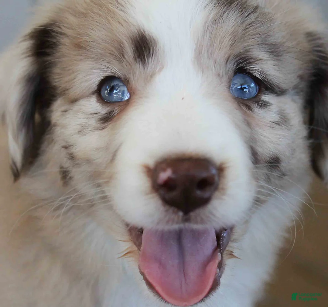 Australian Shepherd dogs for sale: Edith - Ad 4