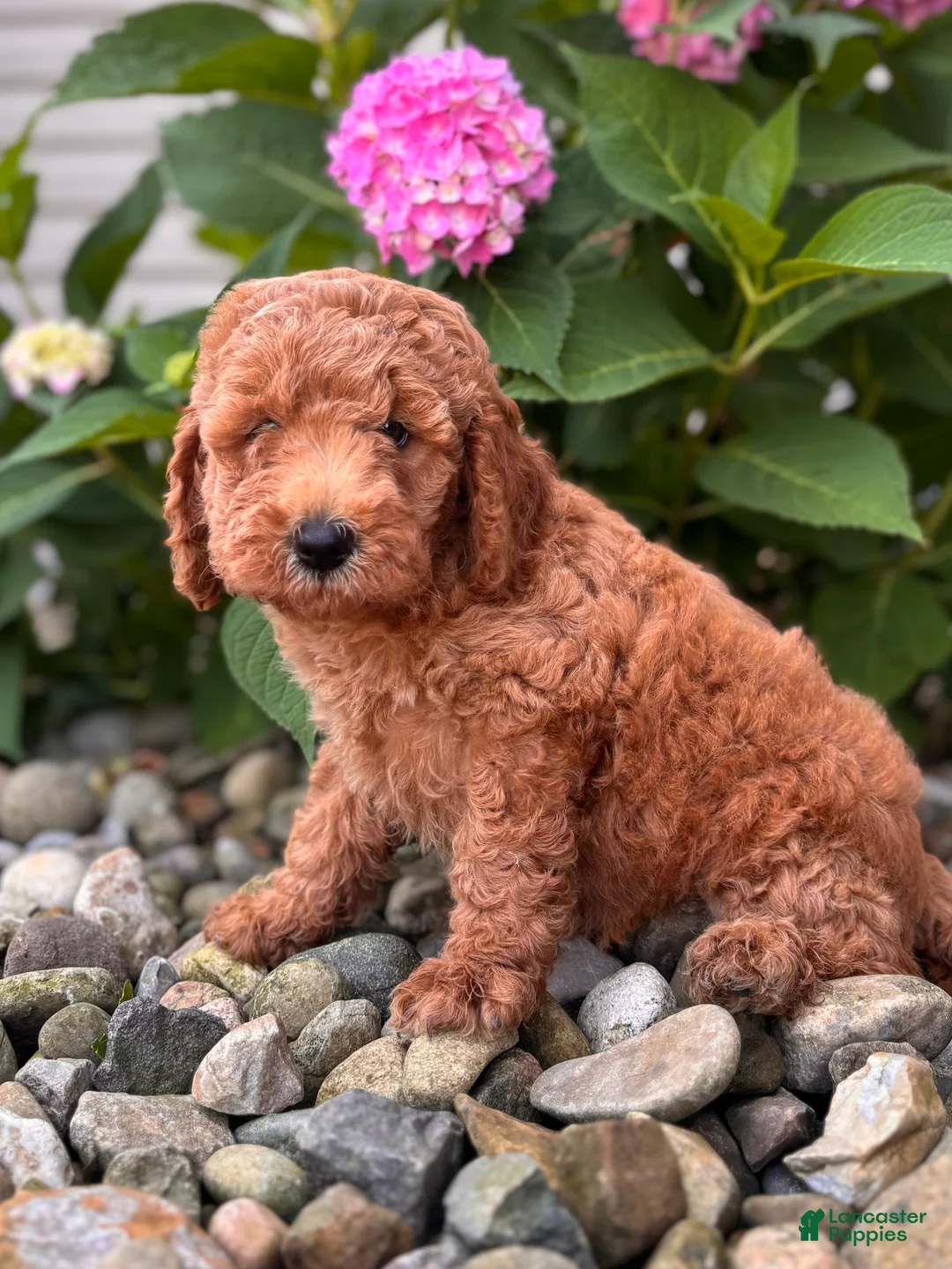 Whoodle dogs for sale: Mini Georgia ( Georgie)  - Ad 1