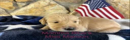 Golden Retriever dogs for sale: Miss Maroon - Ad 1