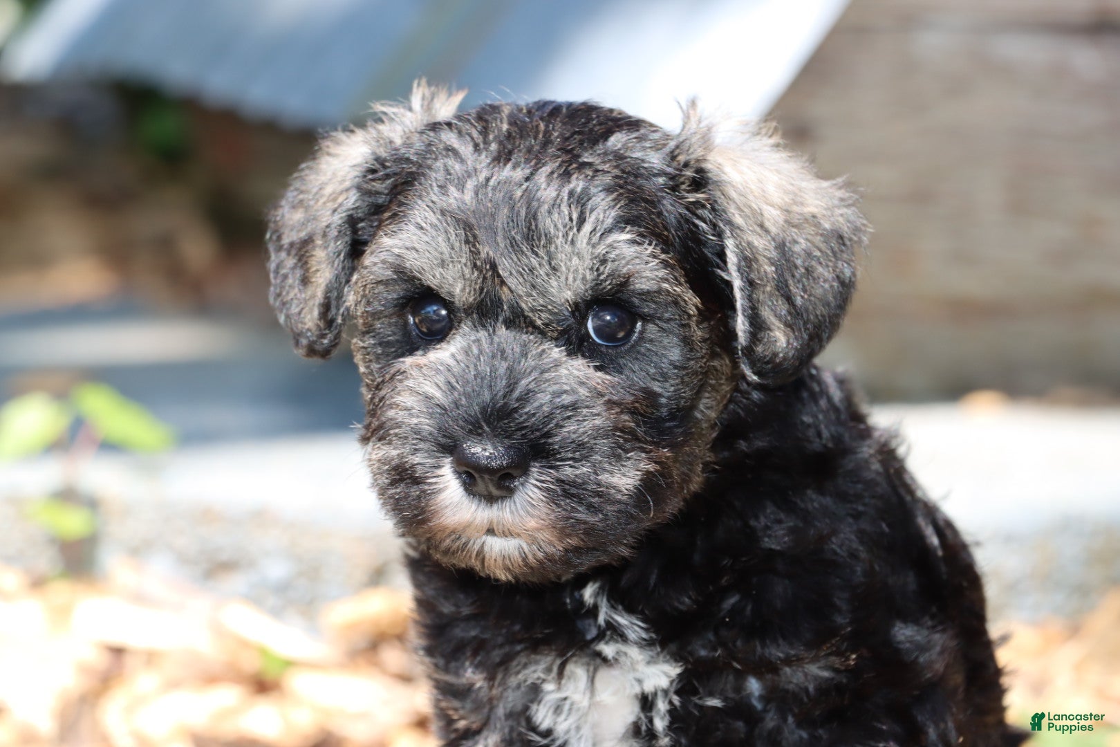 Miniature Schnauzer dogs Twila - Ad 38