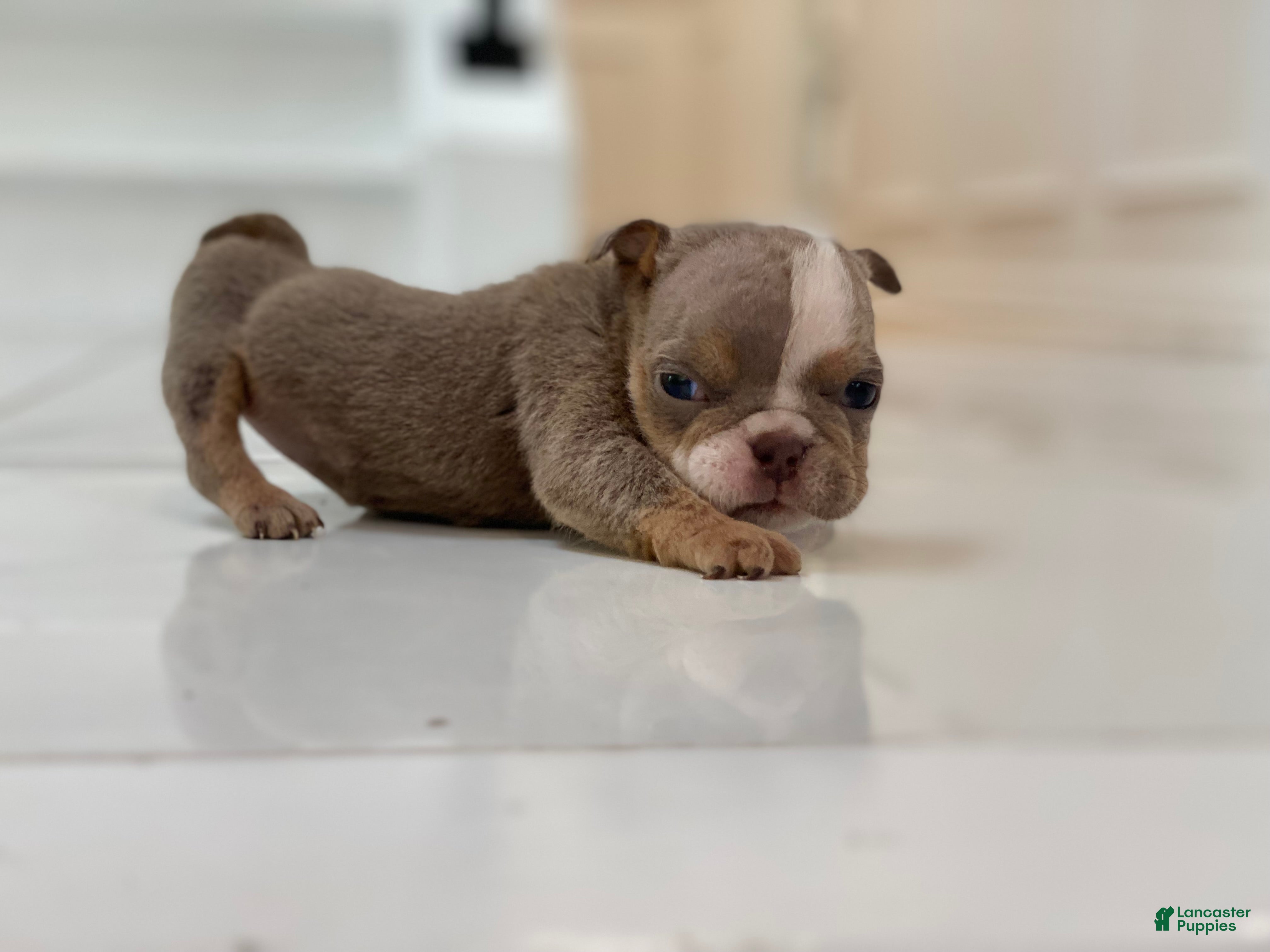 English Bulldog dogs SnowBall - SPECIAL NEEDS  - Ad 39