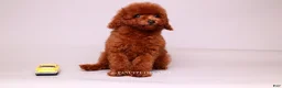 Toy Poodle dogs for sale: Francisca teddy bear dream  - Ad 6