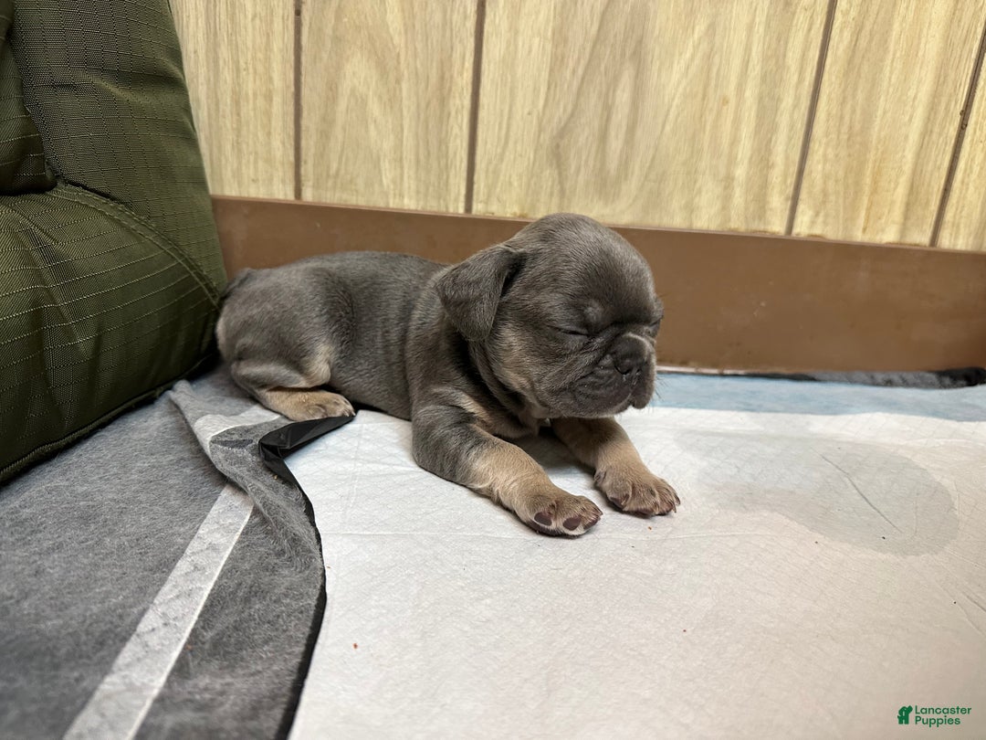 French Bulldog dogs for sale: Boss - Ad 6