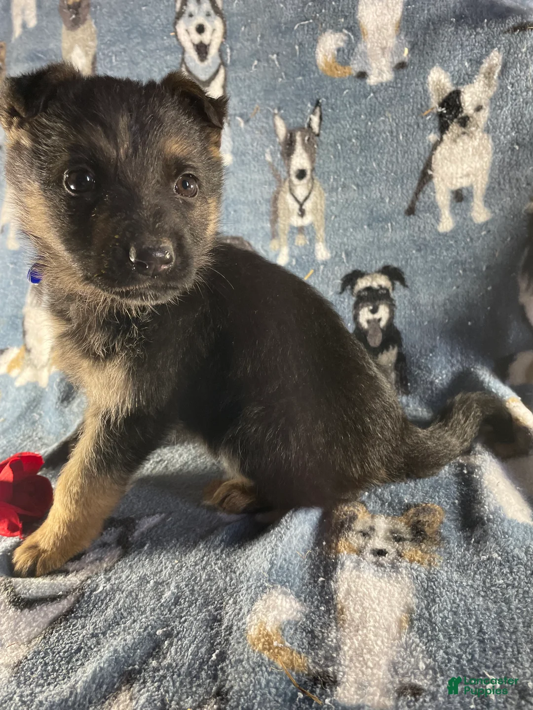 German Shepherd dogs for sale: Roxy - Ad 3