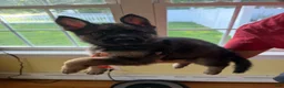 German Shepherd dogs for sale: German Shepherd 5 - Ad 1