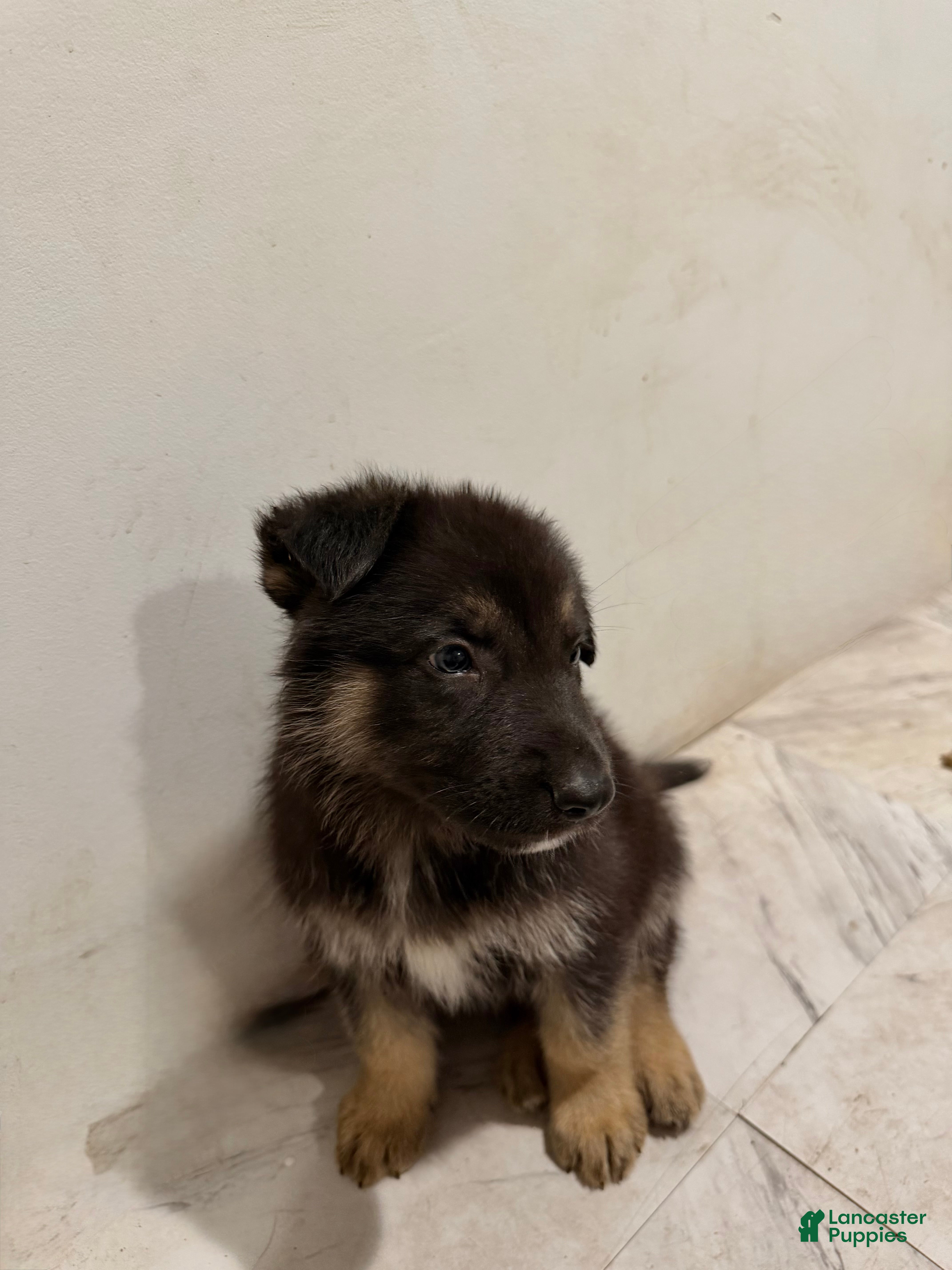 Mixed Breed dogs Mixed Breed 1 - Ad 37