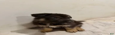 Mixed Breed 1