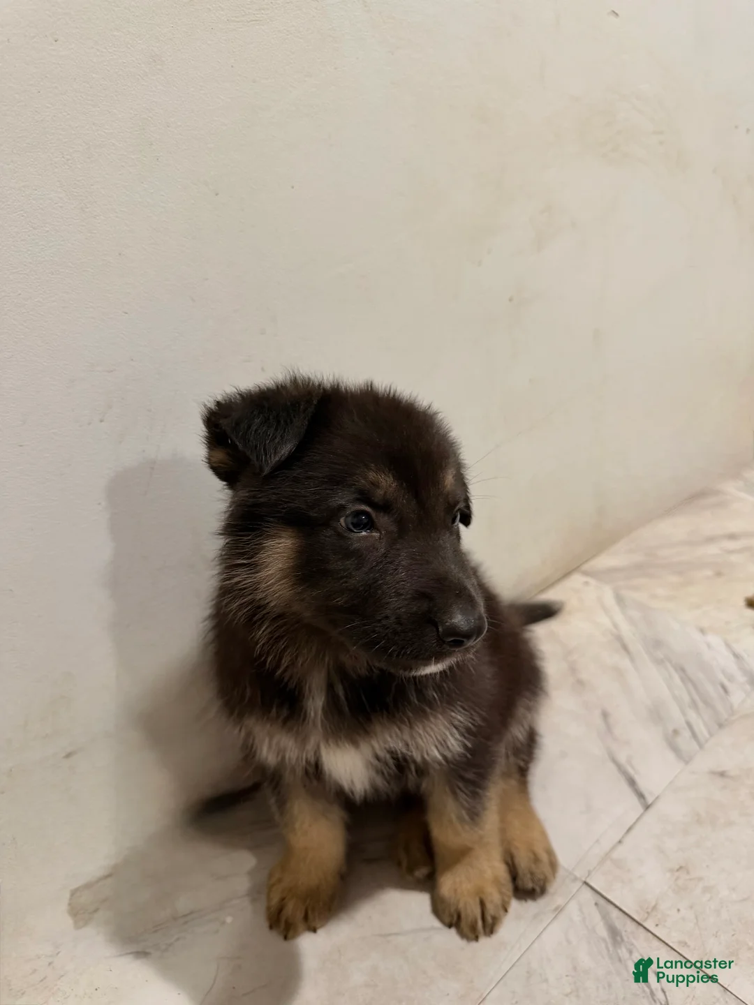Mixed Breed dogs for sale: Mixed Breed 1 - Ad 1