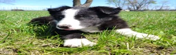Border Collie dogs for sale: Linus - Ad 4