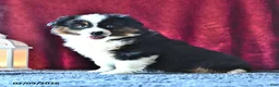 Miniature Australian Shepherd dogs for sale: Diamond - Ad 3
