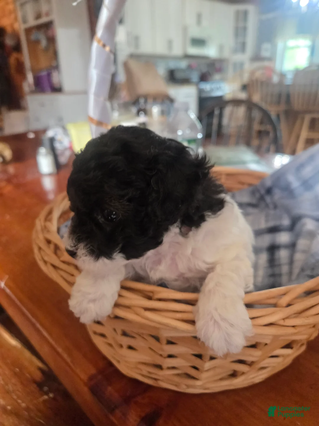Toy Poodle dogs for sale: Toy Poodle 2 - Ad 2
