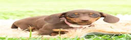 Miniature Dachshund dogs for sale: Latte - Ad 3