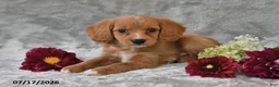 Cavapoo dogs for sale: Kyle - Ad 5