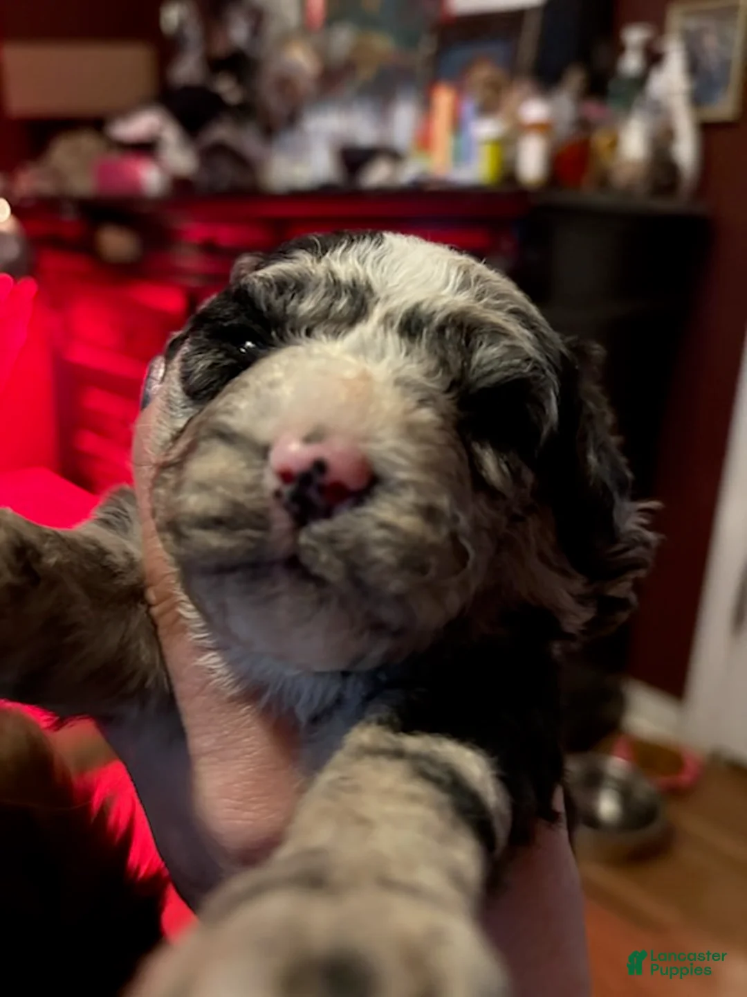 Mini Aussiedoodle dogs for sale: Girl_Female - Ad 5