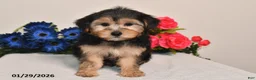 Yorkiepoo dogs for sale: Carson - Ad 2
