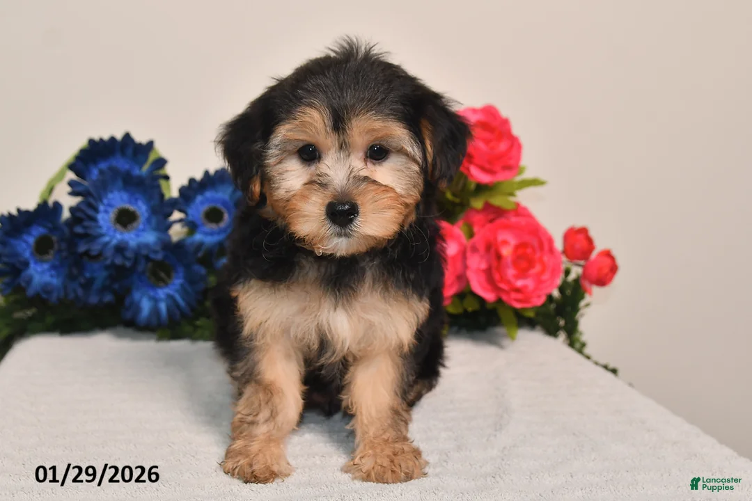 Yorkiepoo dogs for sale: Carson - Ad 2