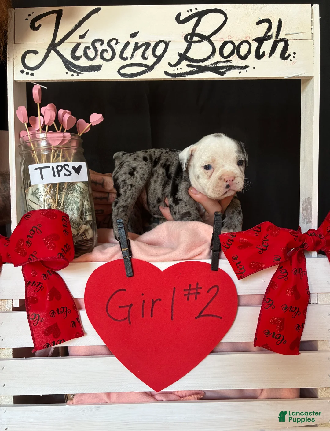 Olde English Bulldogge dogs for sale: Olde English Bulldogge Puppy 8 - Ad 3