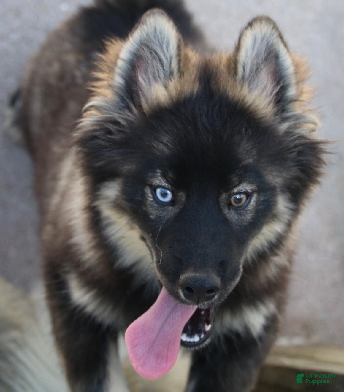 Pomsky dogs Chuckles  - Ad 1