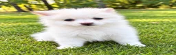 Pomeranian dogs for sale: Pomeranian  - Ad 4