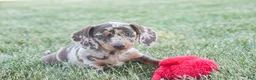 Dachshund dogs for sale: Macchiato - Ad 9