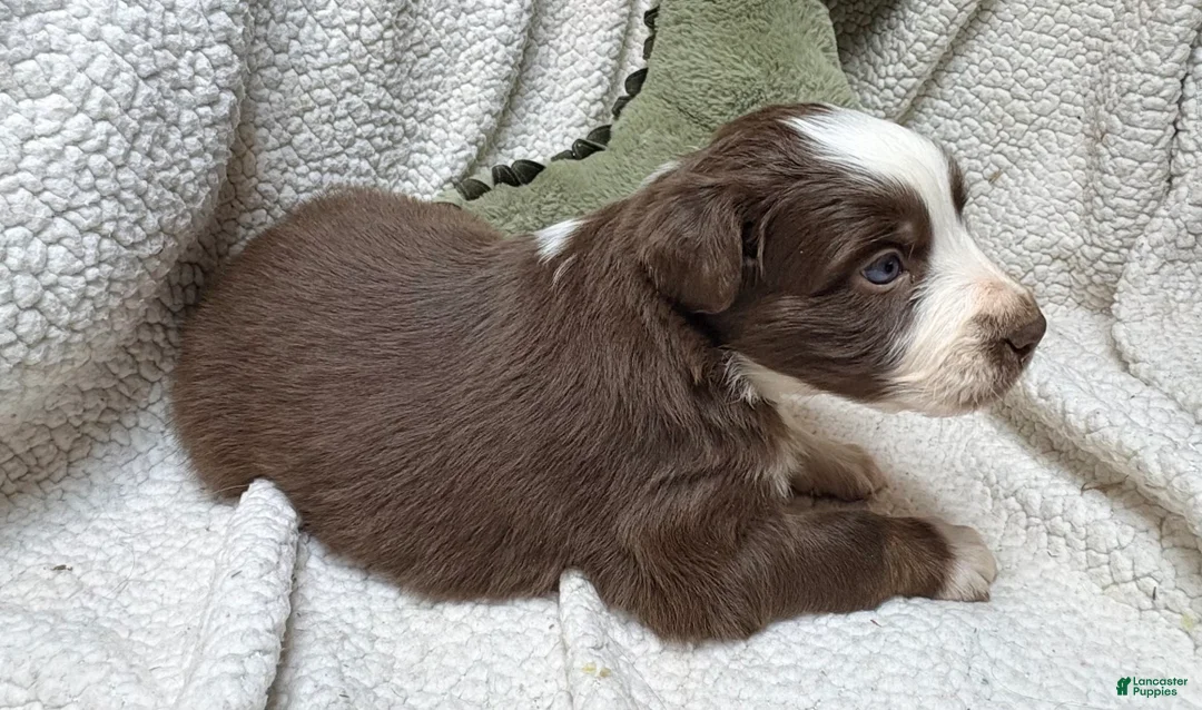 Australian Shepherd dogs for sale: Australian Shepherd Puppy 3 - Ad 2