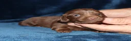 Miniature Dachshund dogs for sale: Kayla - Ad 6