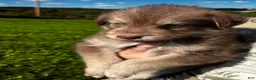 Huskipoo dogs for sale: Rolo - Ad 6