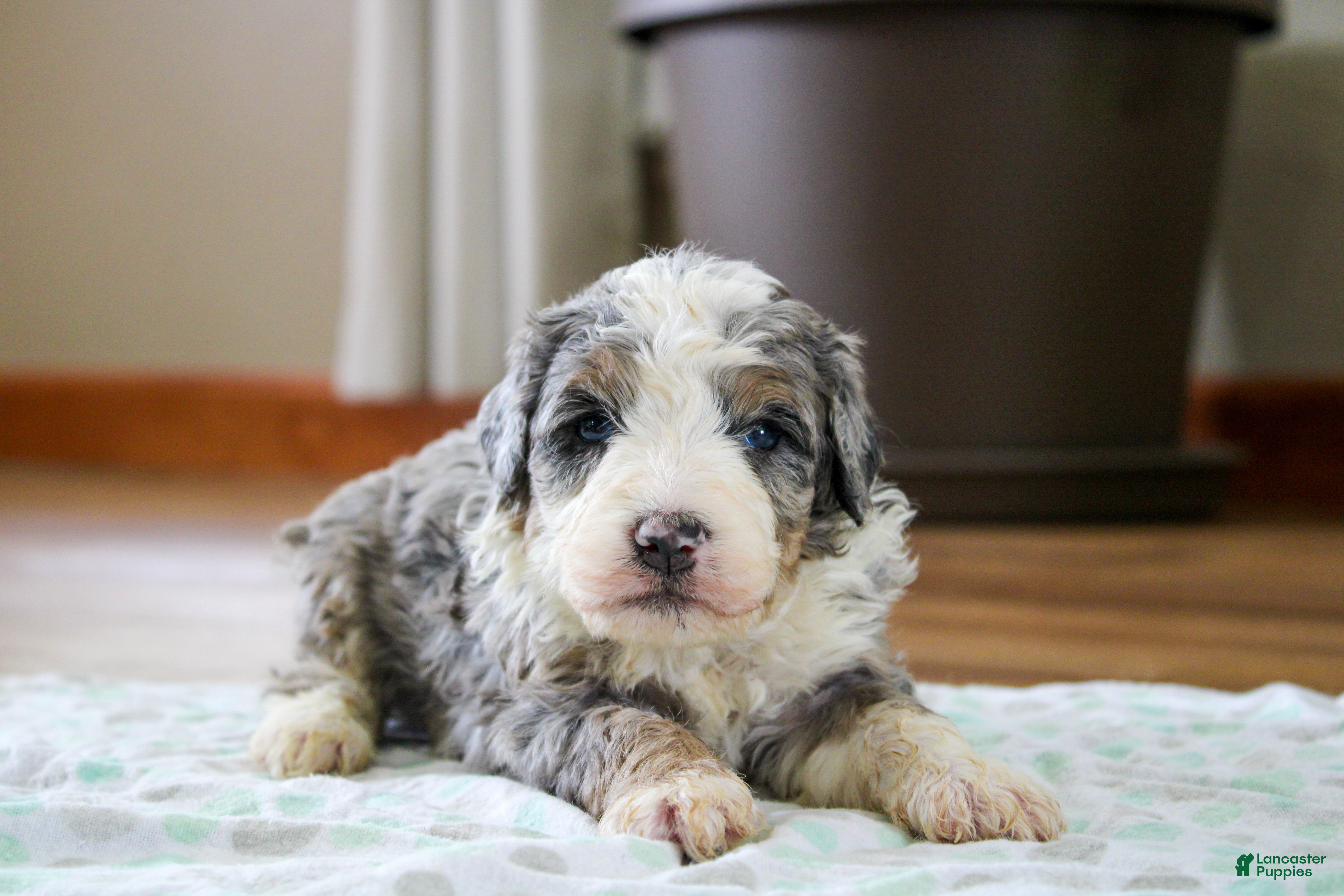 Mini Bernedoodle dogs Prince - Ad 2