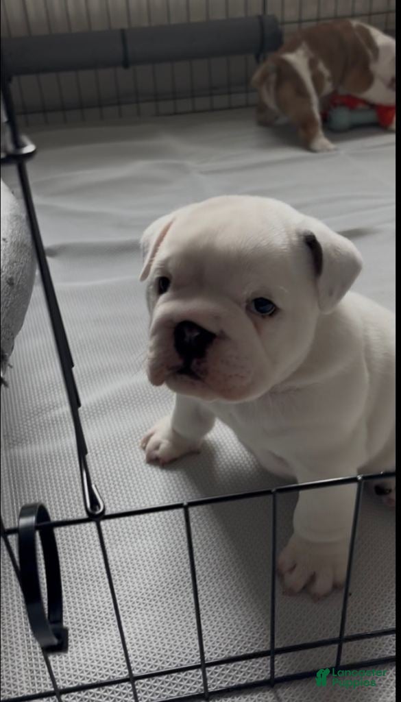 English Bulldog dogs English Bulldog 2 - Ad 9