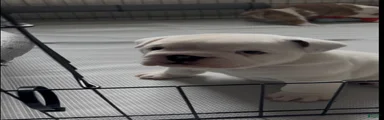 English Bulldog 2